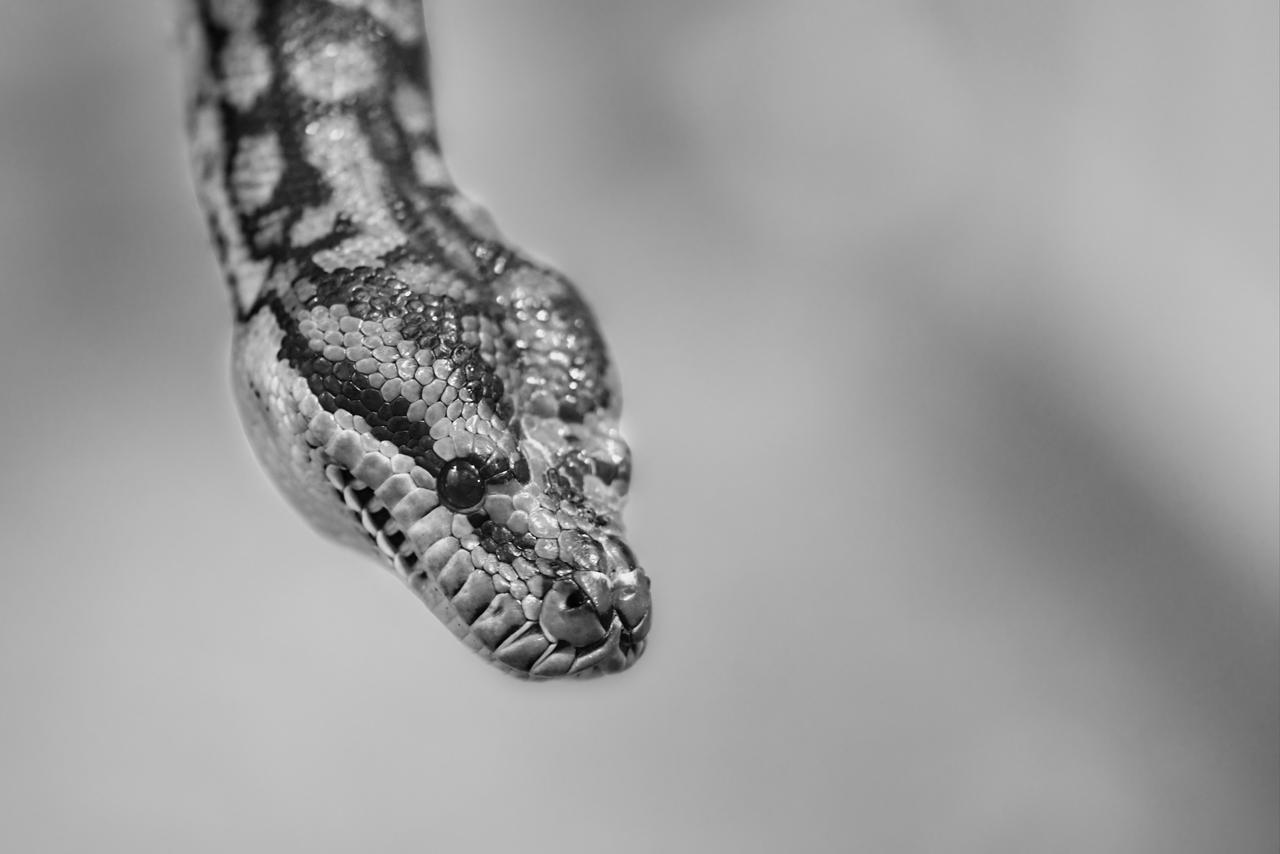 Molly Darling Python Murray-darling Carpet Python True Greyscale by TheBootesArtVoid on ...