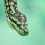 Emerald Murray-darling Carpet Python