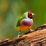 Gouldian Finch Polished