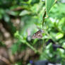 Smoll Blue-banded Eggfly (Enclosure)