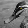 Citrine-eyed Pacific Black Duck Profile