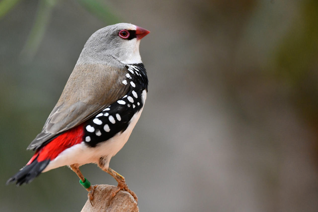 Diamond Firetail Finch Stands Tall Enclosure By TheBootesArtVoid On diamond-firetail-finch-stands-tall-enclosure-by-thebootesartvoid-on