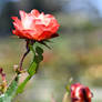 Origami Roses Reach For The Sky