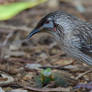 Red Wattlebird Gaze (Wild)