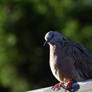 Dark Dreary Daytime Dove (Wild)