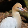 Enigmatic Evil Egret Enraged (Enclosure)