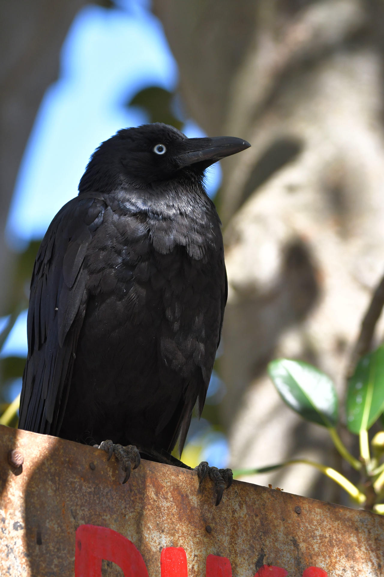 Raven Ranch Sign Raven On A Sign (Wild) by TheBootesArtVoid on DeviantArt