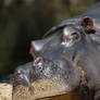 Dreaming Hippo (Enclosure)