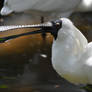 A Happy Looking Spoonbill (Enclosure)