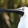 The Sun In A Spoonbills Eye (Enclosure)