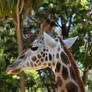 Giraffe Stands Tall (Enclosure)