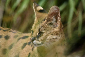 Serval Amongst The Grass (Enclosure)