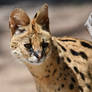 Serval Around The Corner (Enclosure)