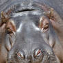 Hippo In Dreamland (Enclosure)