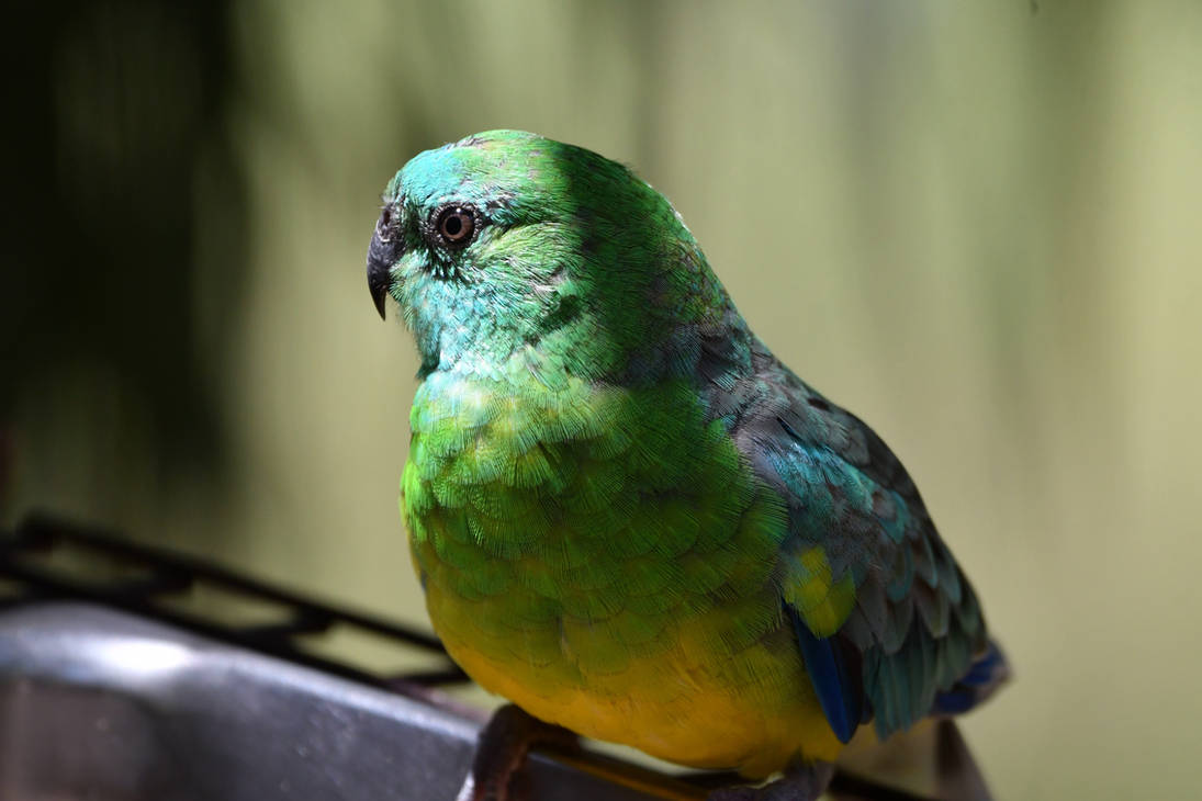 Red-rumped Parrot Gaze (Enclosure) by TheBootesArtVoid on DeviantArt
