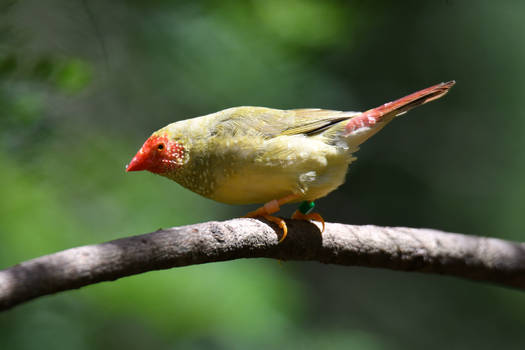 Star Finch (Enclosure)