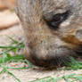 Wombat And The Greens (Enclosure)