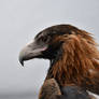 Profile Of The Wedge-tail Eagle  (Enclosure)