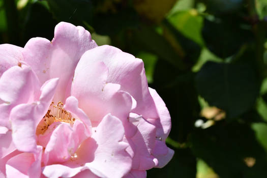 Heaven Scent Rose Up Close