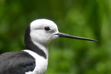 The Eye Of The Black-winged Stilt (Enclosure)