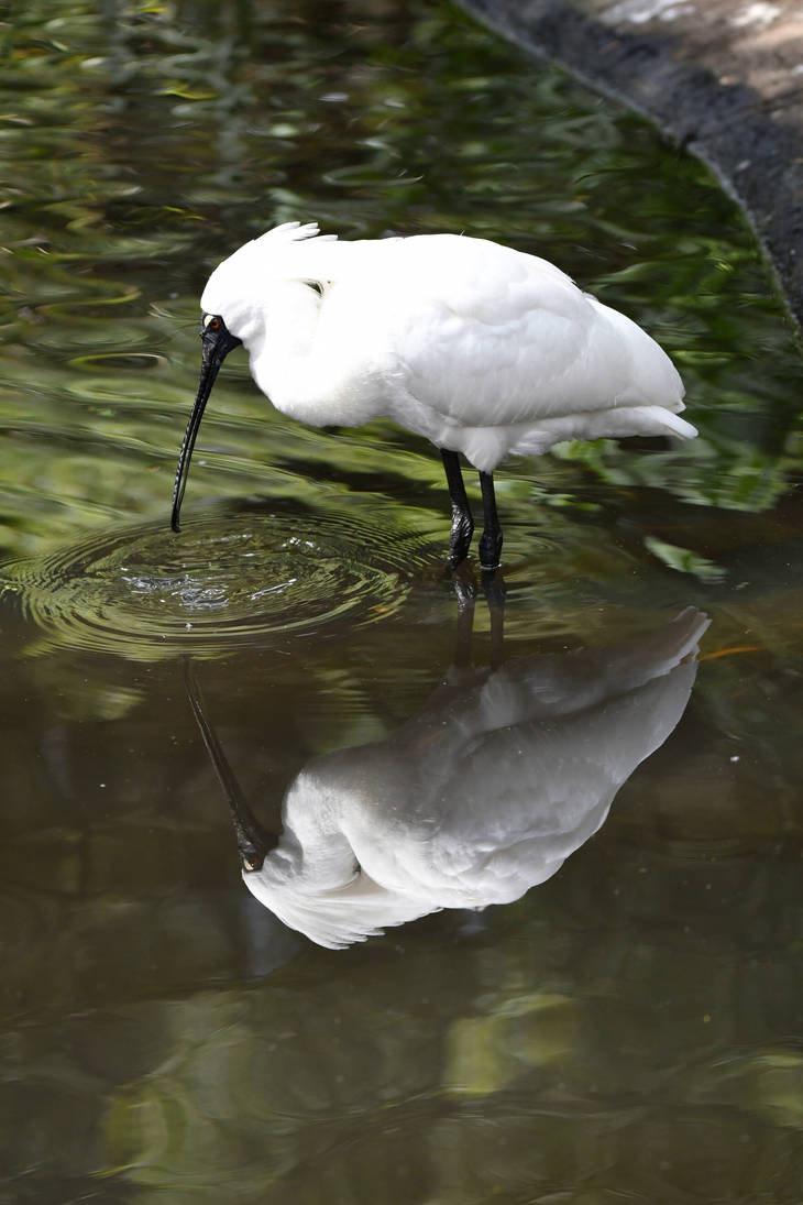 Reflections Of A Royal Spoonbill (Enclosure) by TheBootesArtVoid on ...