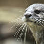 When An Otter Smells Fish (Enclosure)