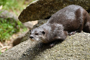 Stalking A Can Of Sardines (Enclosure)