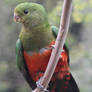 Female King Parrot (Enclosure)