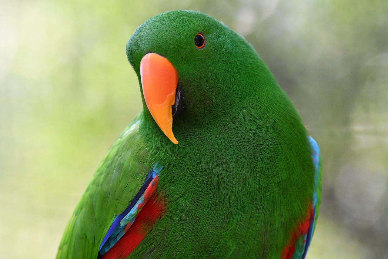Eclactus Male Eclectus Parrot (Enclosure) by TheBootesArtVoid on DeviantArt
