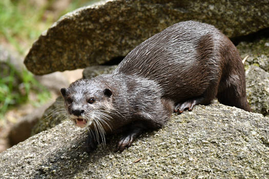 An Ottery Squeek (Enclosure)