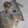 Spare A Treat For This Potoroo? (Enclosure)