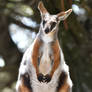 Yellow-footed Rock Wallaby (Enclosure)