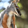 Yellow-footed Rock Wallaby Profile (Enclosure)