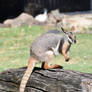 Yellow-footed Rock Wallaby On Log (E)