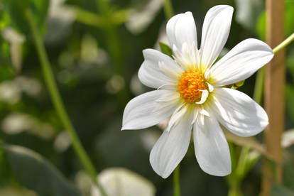 Avenel Snowbright Dahlia