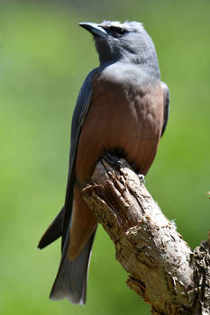 Proud White-browed Woodswallow (E)