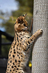 Serval's Vertical Blep (Enclosure)