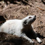 Pale Meerkat (Enclosure)