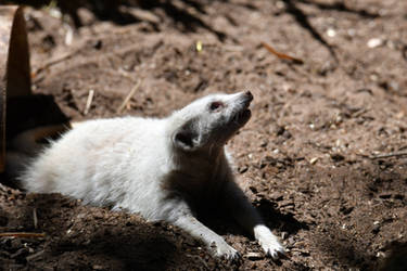 Pale Meerkat (Enclosure)