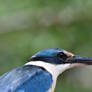 Mealtime For Sacred Kingfisher (Enclosure)