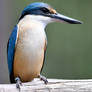 Photogenic Sacred Kingfisher (Enclosure)