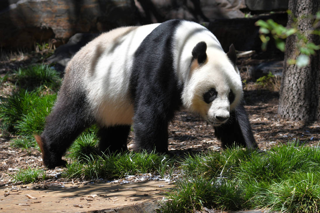 Giant Panda (Enclosure) by TheBootesArtVoid on DeviantArt