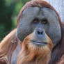 What The Orangutan Thinks Of You (E)