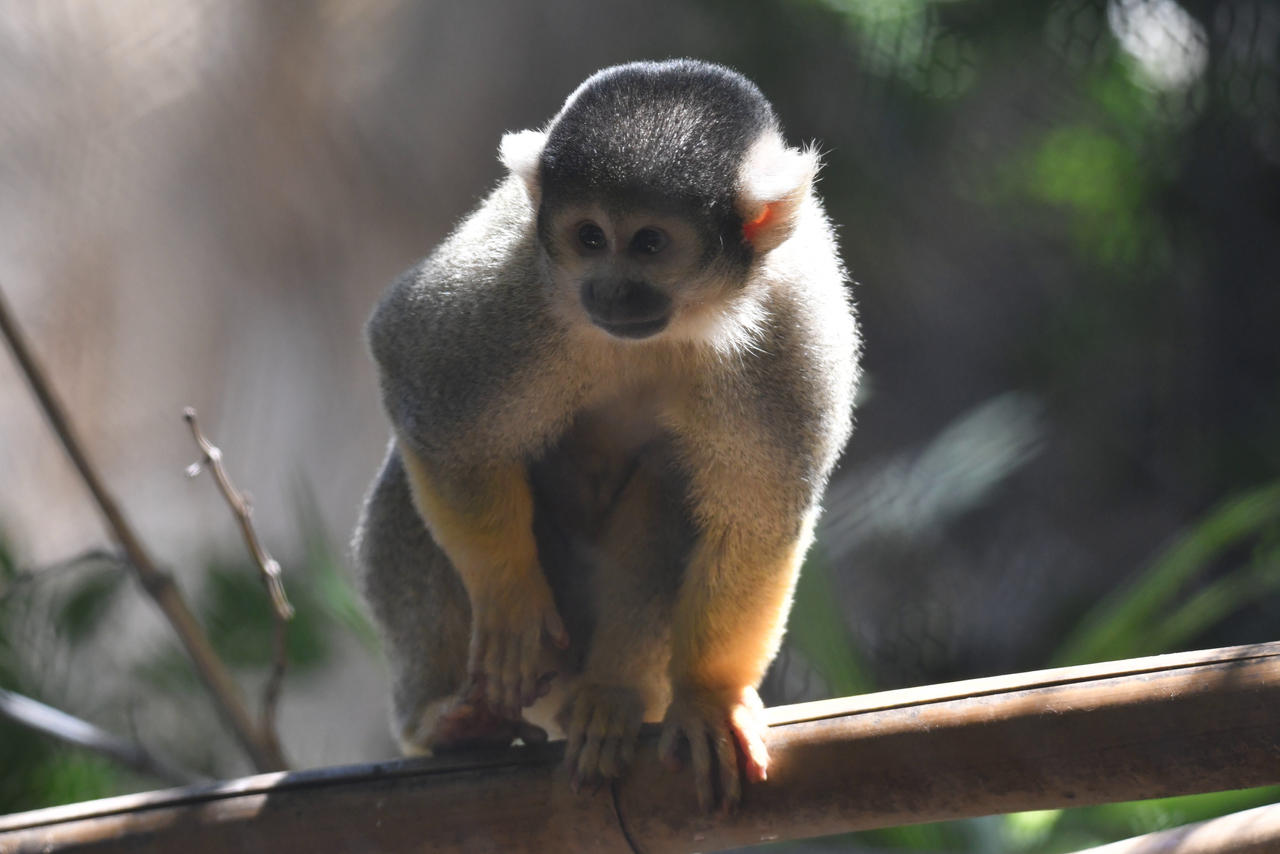 Monkey Incloser Bolivian Squirrel-monkey (Enclosure) by TheBootesArtVoid on DeviantArt