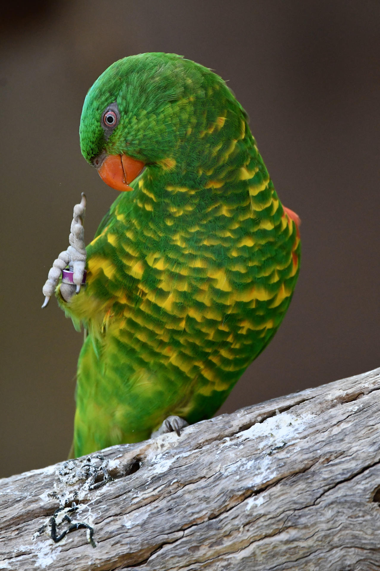 Greetings From Scaly breasted Lorikeet E By TheBootesArtVoid On greetings-from-scaly-breasted-lorikeet-e-by-thebootesartvoid-on