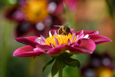 Bee Enjoys A Dabro Marianne Dahlia (W)