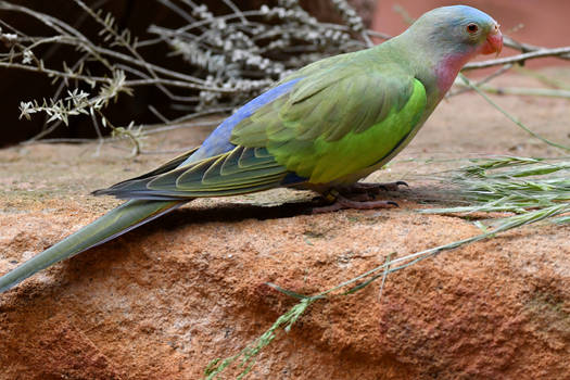Princess Parrot Acting Coy (Enclosure)