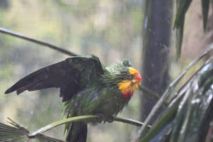 Superb Parrot Enjoys Shower (Enclosure)