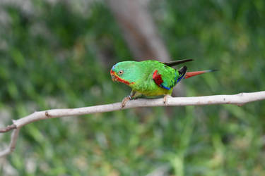 Swift Parrot Swiftly Stands On Stick (Enclosure)