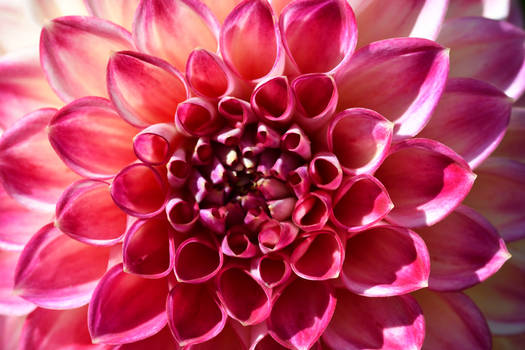 First Prize Dahlia Macro